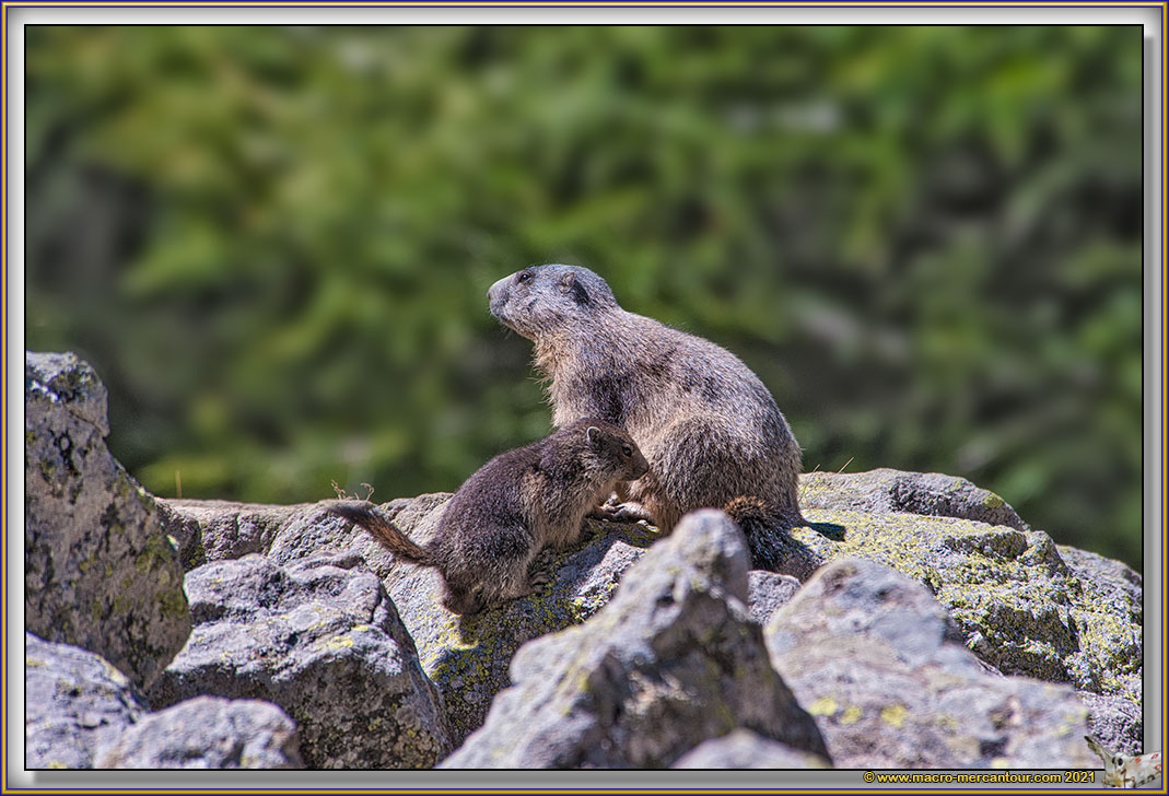 MARMOTTES